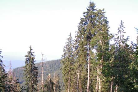 Rok 2008 Aktivita Sk (s DPH) Nákup a distribúcia feromónových prípravkov 6 684 401,00