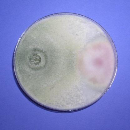In vitro testovanie