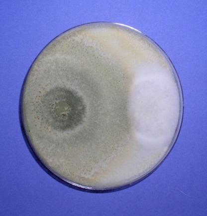 culmorum F.