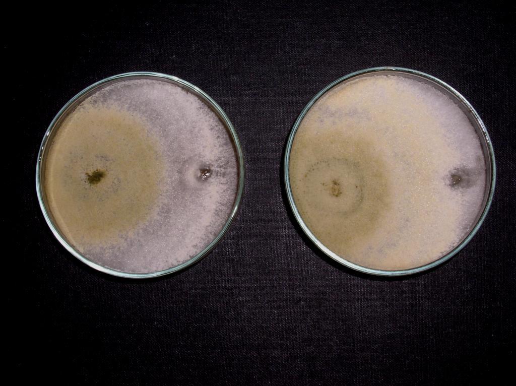 Trichoderma sp. vs.