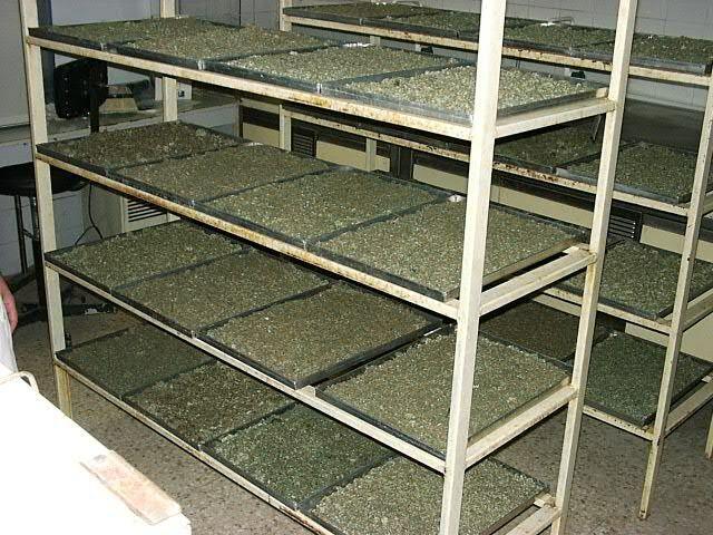 Suchá