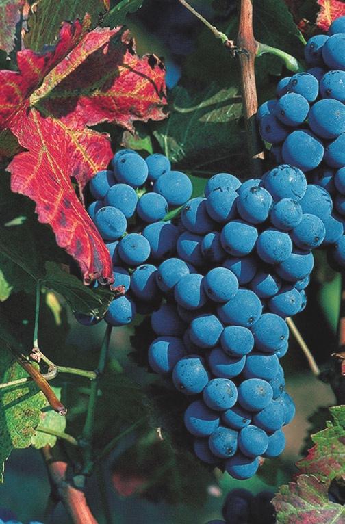 Má vynikajúci účinok proti múčnatke viničovej a nevykazuje krížovú rezistenciu (cross-resistance) so žiadnym v súčasnosti registrovaným fungicídom proti múčnatke.