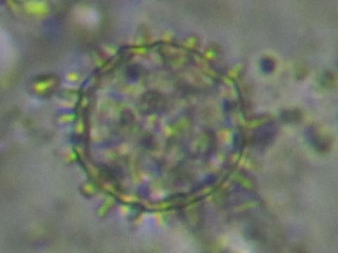 Biologické přípravky na bázi mykoparazitických hub v ČR