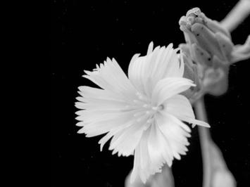 genus