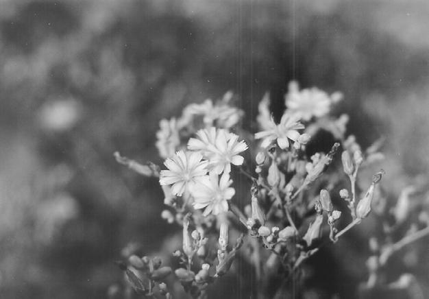 Pollination most of wild Lactuca species are obligate self fertilizing species some species (L.