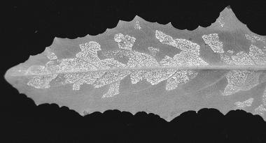 been screened for downy mildew (Bremia