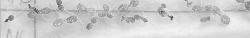 (Erysiphe cichoracearum)) has been