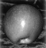 Lycopersicun