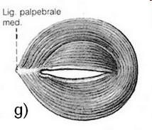 7. m. orbicularis oculi výraz obličeje Kruhový sval, který konstituují: Pars orbitalis (očnicová část) od lig.palpebrale mediale, na proc.