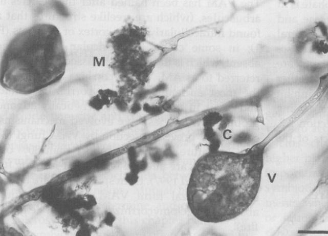 nejdůležitější, zřejmě primární typ houby spájivé Glomeromycety