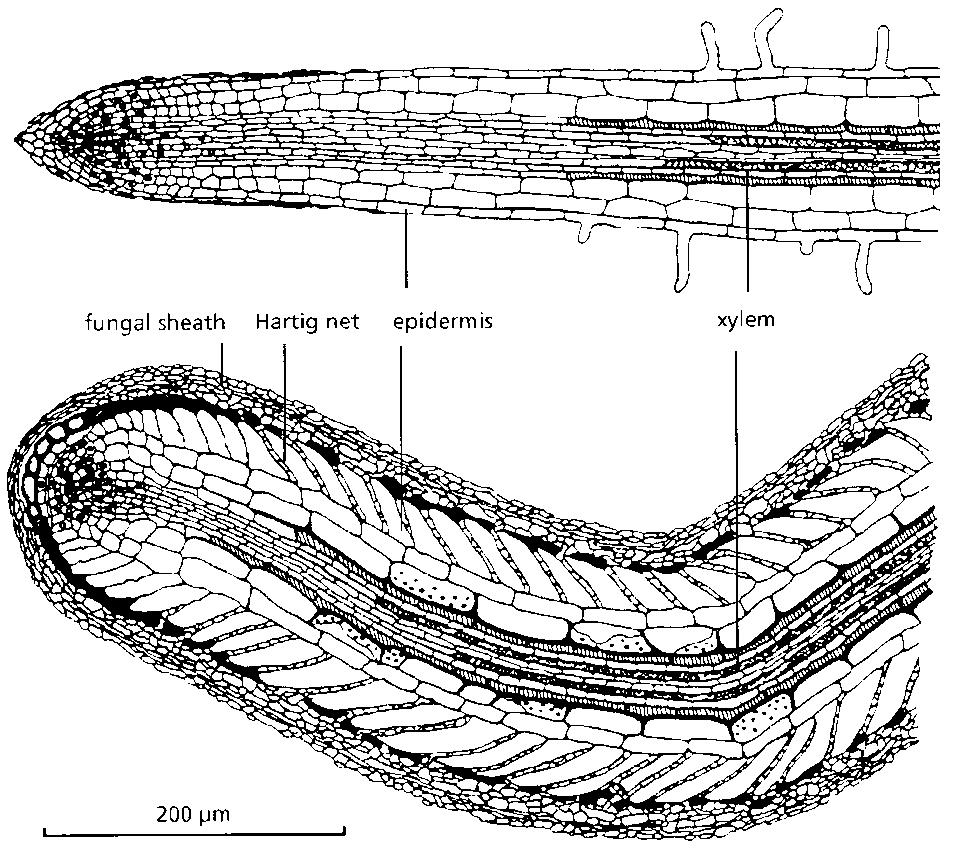 biomasy kořene Především lesní dřeviny Pinaceae 95% druhů,