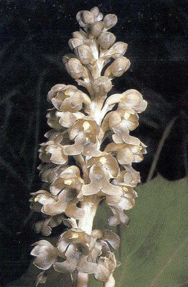 života vegetují v půdě Monotropa