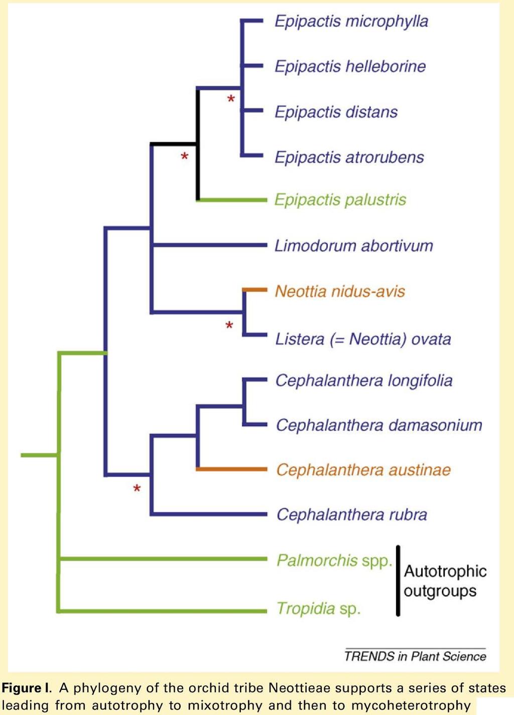 Endomykorhiza orchidejí s houbou často Rhizoctonia