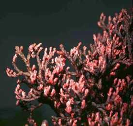 Orobanchaceae, Loranthaceae, Santalaceae hemi