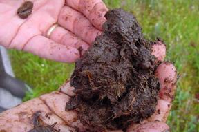 Půdní organická hmota Proces mineralizace a humifikace humínové k.