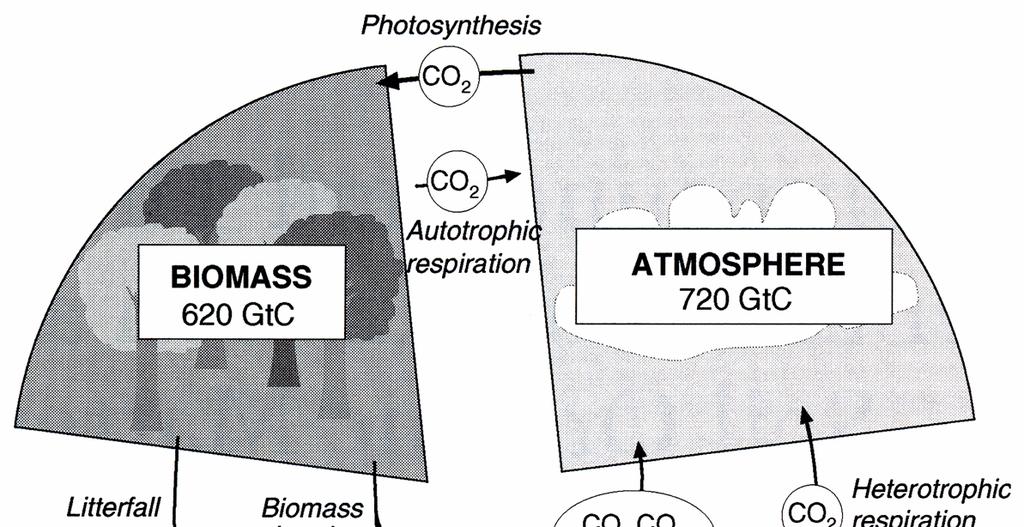 Základní procesy a toky v cyklu uhlíku Primární