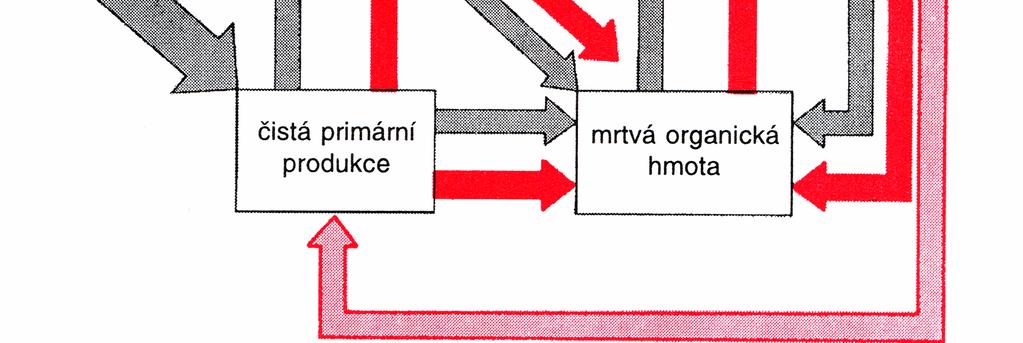 Vztah mezi tokem energie () a koloběhem živin vázaných v