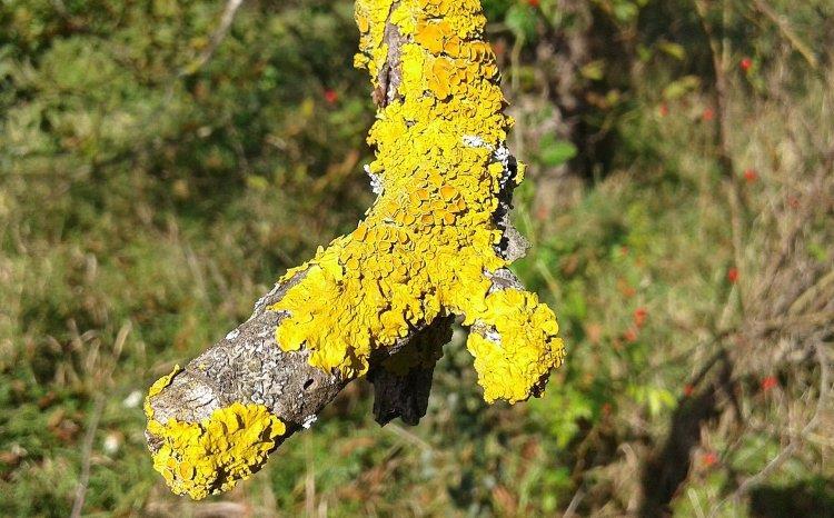 do 50 Ze zjištěných druhů lišejníků byly z hlediska bioindikace zajímavé tyto taxony: málo