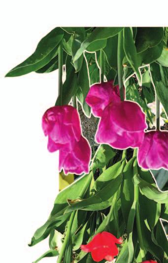 NARCISKY, TULIPÁNY, KROKUSY A DALŠÍ TYPICKY JARNÍ KVĚTINY ZDOBÍ ZAHRADY, KAM JE ZASADILI MAJITELÉ PŘILEHLÝCH DOMŮ, I VEŘEJNÁ PROSTRANSTVÍ, KDE SE O TO POSTARALA MĚSTSKÁ ČÁST.
