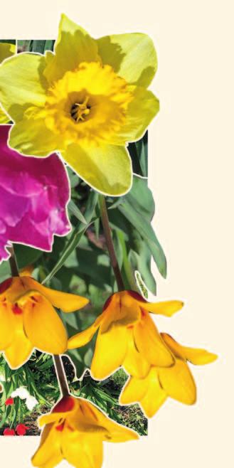 Do nákupu a výsadeb cibulovin (4 200 kusů tulipánů, 3 600 kusů narcisů, 3 600 kusů krokusů a 1 500 kusů ladoněk) Praha 14 loni investovala bezmála 90 tisíc korun.