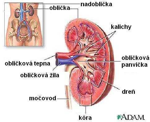 Obličky regulácia vody iónov glukózy urey.
