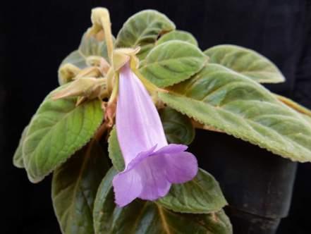 Sinningia sp.