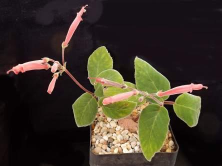 iarae (nebo sp.