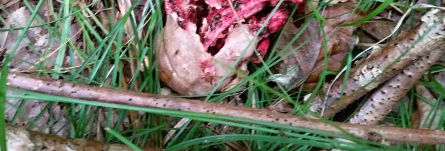 (Clathrus
