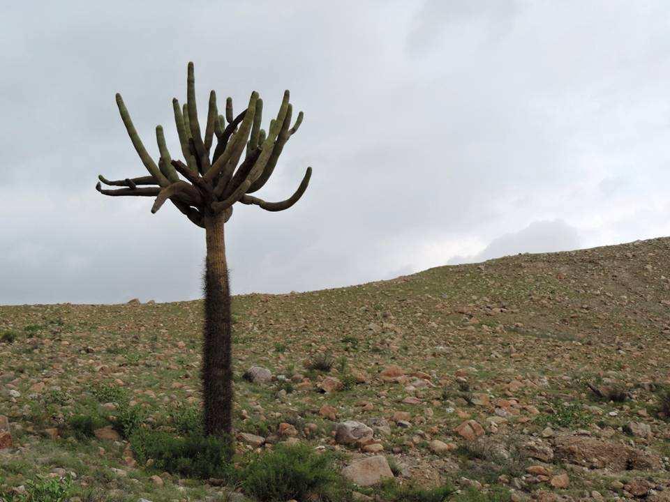 typický stromovitý růst Browningia candelaris, El Alto, 1941 m, KL15-018 vlevo spodní a vpravo vrchní část stonku bez trnů