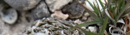 Encephalocarpus strobiliformis Thelocactus