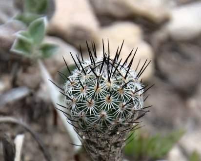 Gymnocactus subterraneus Gymnocactus subterraneus popsal Curt Backeberg v roce 1932, tehdy ještě jako Echinocactus.
