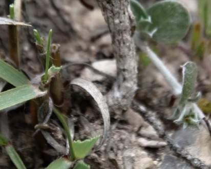 Fosterem v údolí Aramberi objevený Gymnocactus subterraneus ssp. zaragozae. Tyto rostliny rostou asi 15 km od Aramberi směrem na Zaragozu.