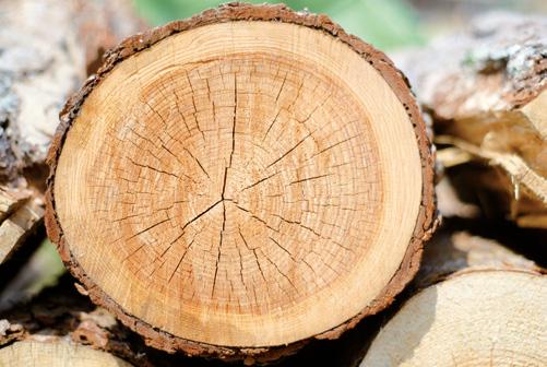 OSMO DŘEVO VYDRŽÍ. 100 let roste strom, aby dřevo z něj dosáhlo solidní kvality.