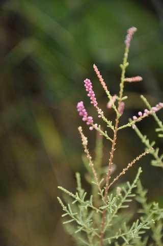 * Family Tamaricaceae (tamaryškovité) woody plants distribution: Eurasia and Africa, esp.