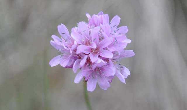 * Family Plumbaginaceae(olověncovité) perennial herbs or shrubs, rarely climbers distribution: predominantly Mediterranean to Central Asia, scattered