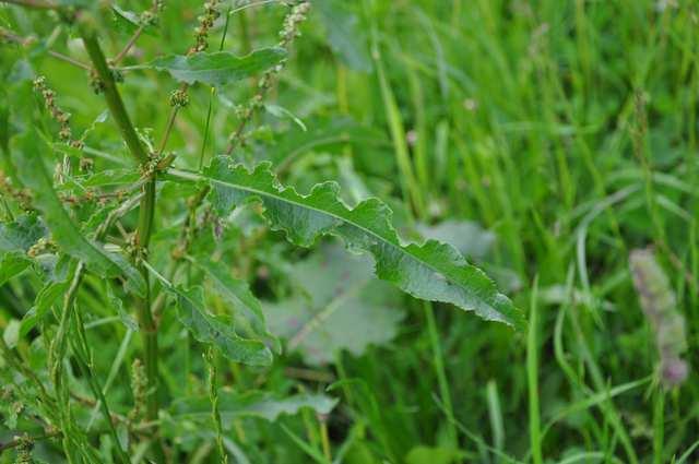 Čeleď Polygonaceae (rdesnovité) Rumex crispus