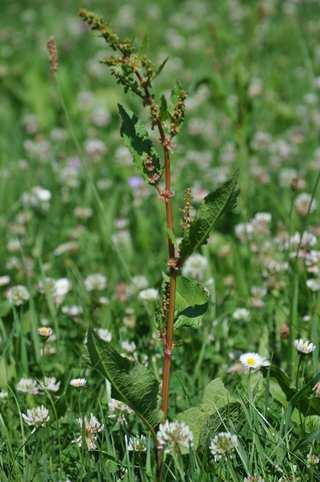 Čeleď Polygonaceae (rdesnovité) Rumex obtusifolius (šťovík