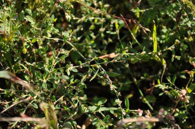 Čeleď Polygonaceae (rdesnovité)* Polygonum aviculare (truskavec ptačí) plevel v polích