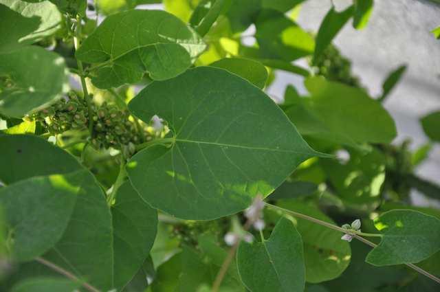 Čeleď Polygonaceae (rdesnovité) Fallopia convolvulus