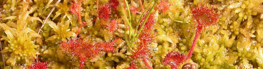 Čeleď Droseraceae (rosnatkovité)* Drosera