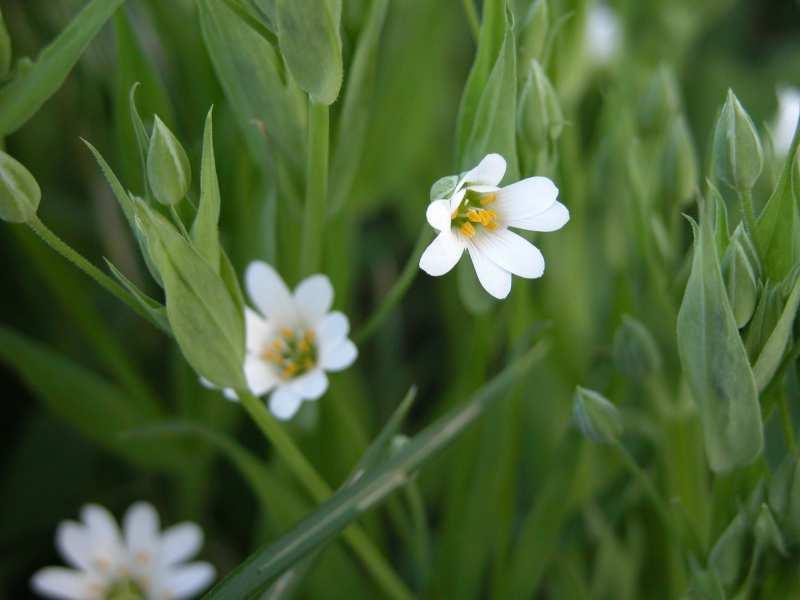 Čeleď Caryophyllaceae (hvozdíkovité)* Stellaria holostea