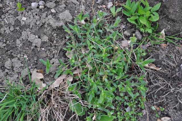 Čeleď Caryophyllaceae (hvozdíkovité) Cerastium (rožec) od