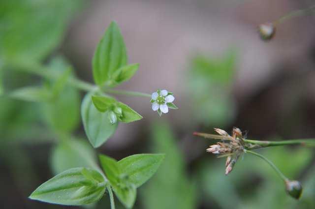 Čeleď Caryophyllaceae (hvozdíkovité)* Moehringia