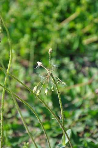 Čeleď Caryophyllaceae (hvozdíkovité) Holosteum umbellatum (plevel