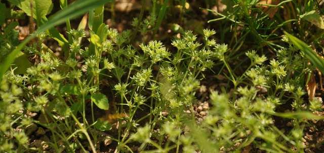 Čeleď Caryophyllaceae (hvozdíkovité) Scleranthus