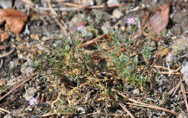 Čeleď Caryophyllaceae (hvozdíkovité)* Spergularia rubra