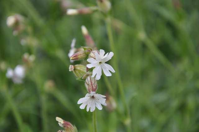 Čeleď Caryophyllaceae (hvozdíkovité) dvoudomá Silene latifolia