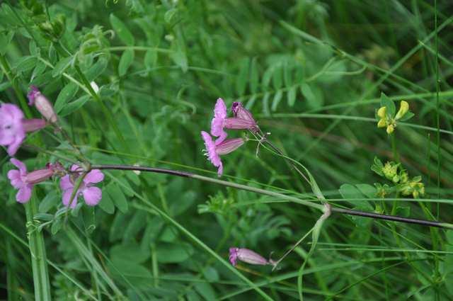 Čeleď Caryophyllaceae (hvozdíkovité) Viscaria vulgaris (smolnička obecná) častá