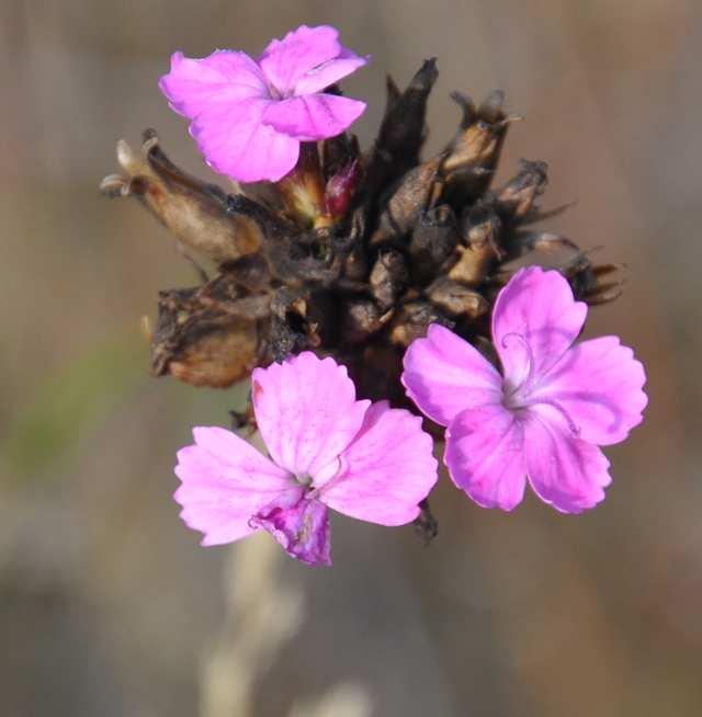 Čeleď Caryophyllaceae (hvozdíkovité) Dianthus (hvozdík) v krátkostébelných