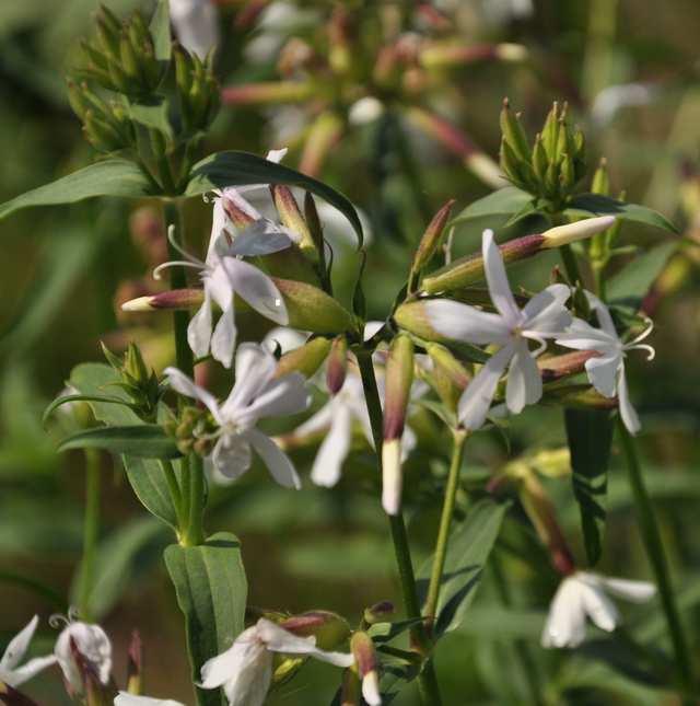 Čeleď Caryophyllaceae (hvozdíkovité)* Saponaria officinalis (mydlice